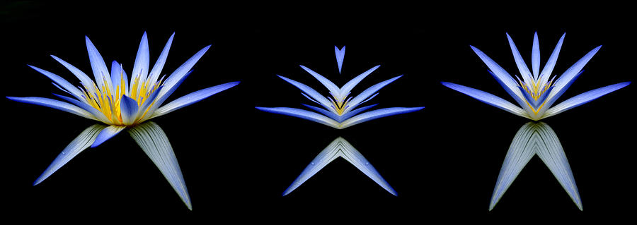 Lily Photograph - Blue Lotus Transitions 1-2-3 by Wayne Sherriff