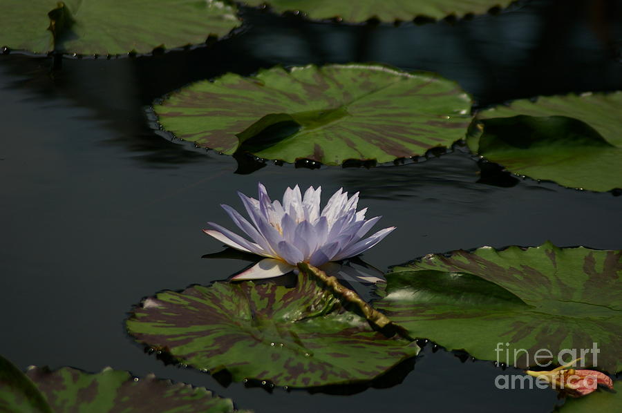 Blue Lotus Waterlily Photograph by Jackie Irwin