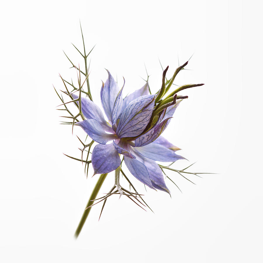 Blue Love-in-a-Mist 1 Photograph by Michelle Whitmore