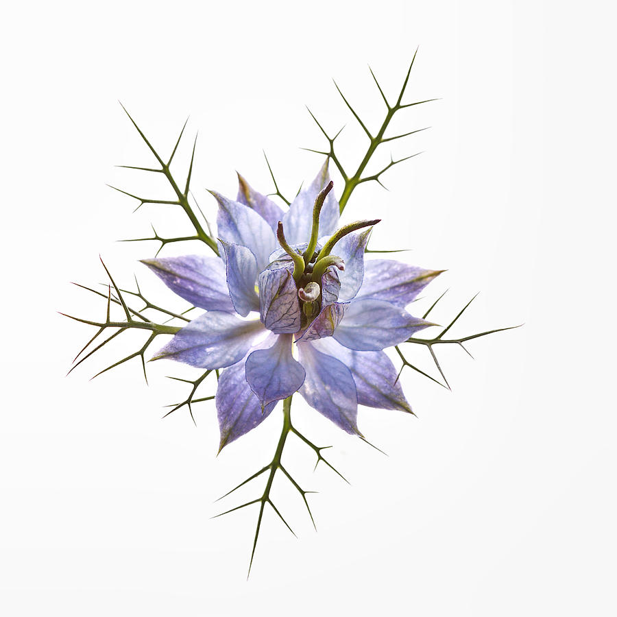 Blue Love-in-a-Mist 2 Photograph by Michelle Whitmore