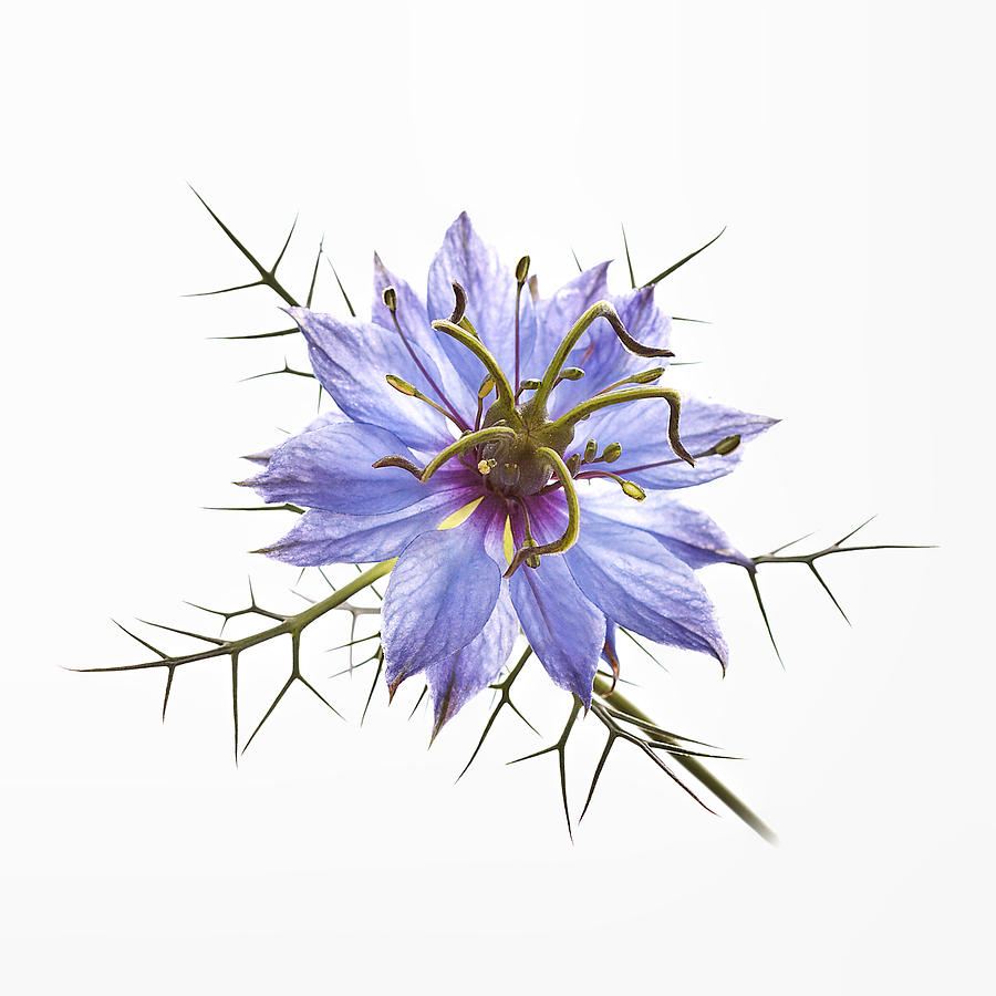 Blue Love-in-a-Mist 4 Photograph by Michelle Whitmore
