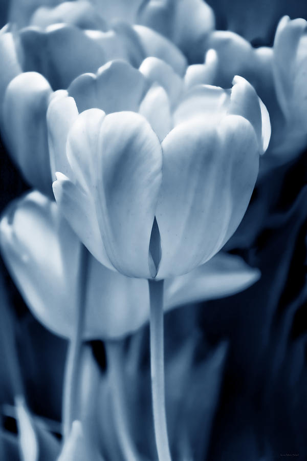 Blue Luminous Tulip Flowers Photograph by Jennie Marie Schell