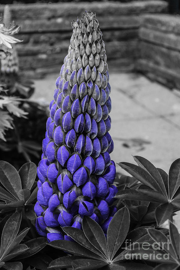 Blue Lupin Colour Pop Photograph by Steve Purnell