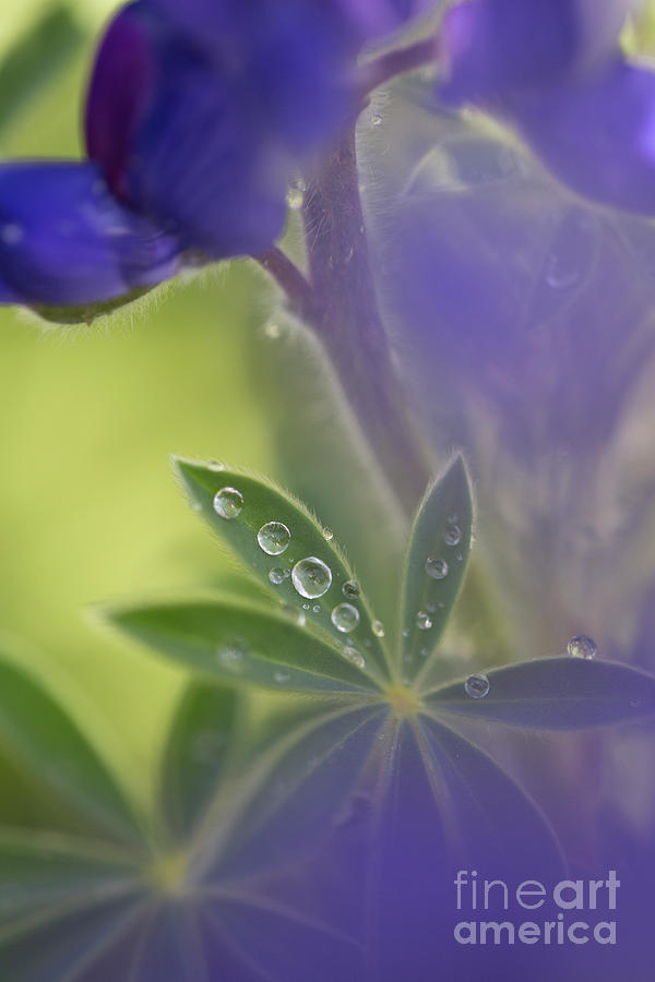 Blue lupin in the rain  Photograph by Alon Meir