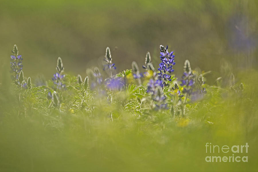 Blue lupin Selective focus Photograph by Alon Meir
