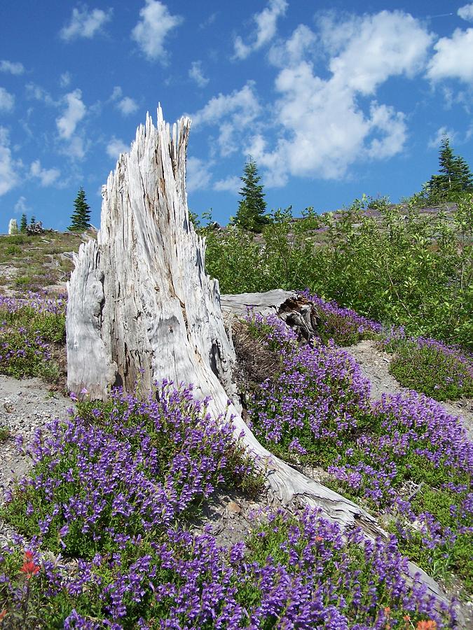 Blue Lupine Photograph by Gene Ritchhart