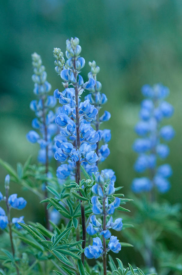 Blue Lupine in the Tetons  Photograph by Sandra Bronstein