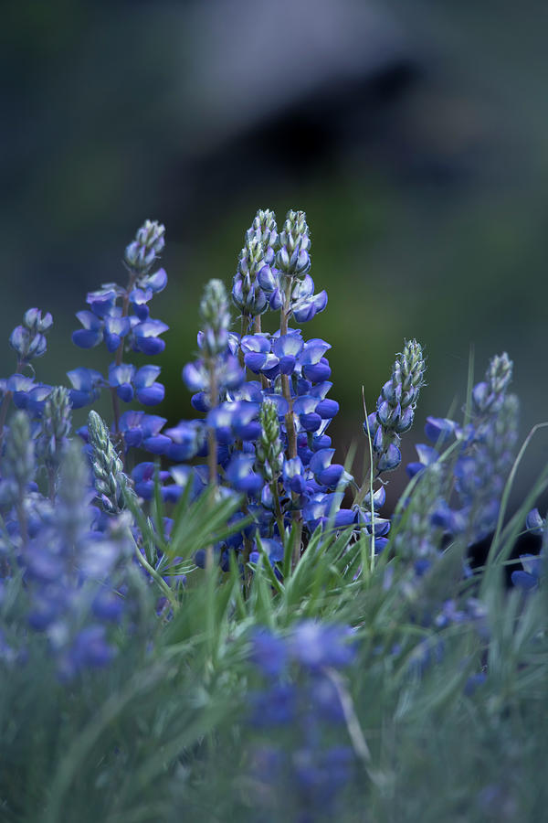 Blue Lupine Photograph by Wild Sage Studio Karen Powers