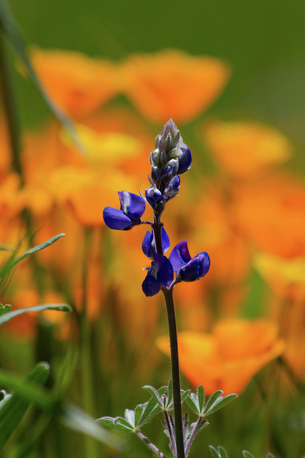 Blue Lupine Photograph by Roger Mullenhour