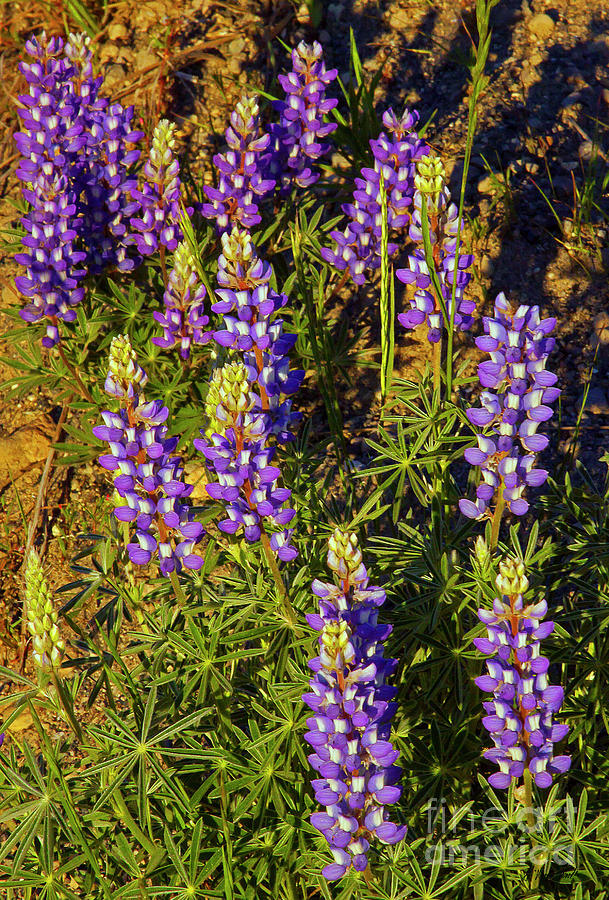 Blue Lupine-Signed-#7549 Photograph by J L Woody Wooden