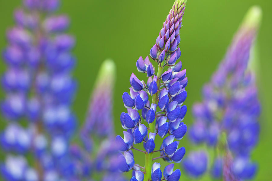 Blue Lupines Photograph by Arterra Picture Library