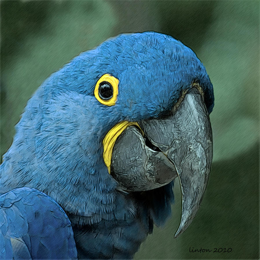 Blue Macaw 2 Digital Art by Larry Linton