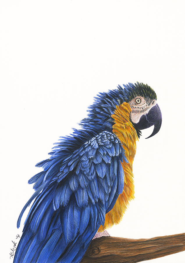 Blue Macaw Drawing by Alicia Blazak Fine Art America