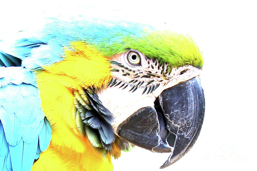 Blue Macaw Photograph by Becqi Sherman