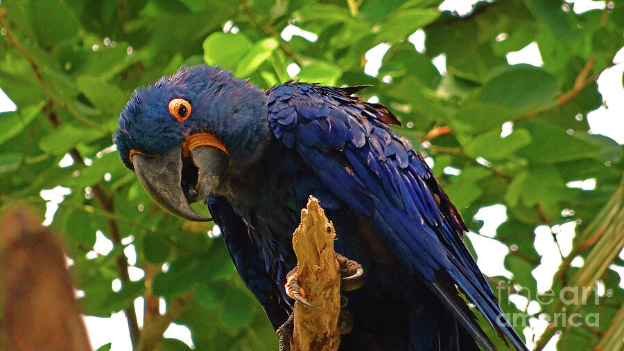 Blue Macaw Photograph by Eunice Warfel