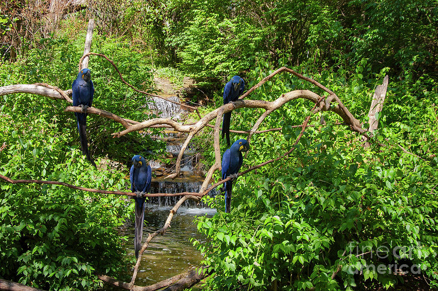 Blue Macaw Gathering Photograph by Bob Phillips