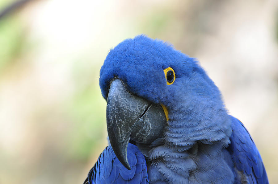 Blue Macaw Photograph by Jan Amiss Photography