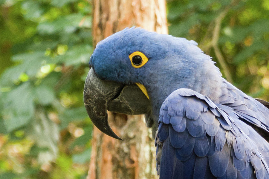 Blue Macaw Photograph by John Benedict