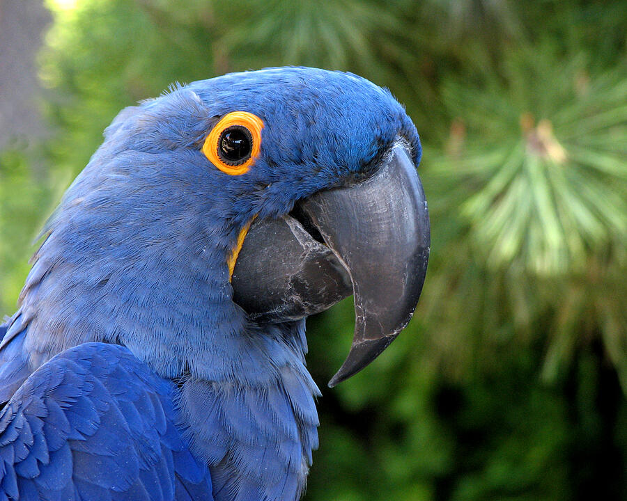Blue Macaw Parrot Photograph by Helaine Cummins