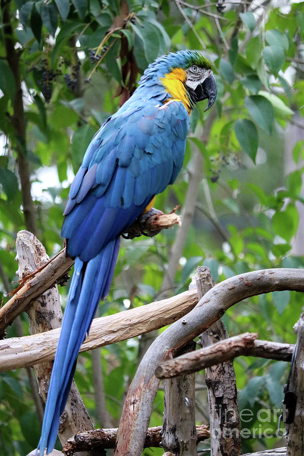 Blue Macaw Photograph by Suzanne Luft