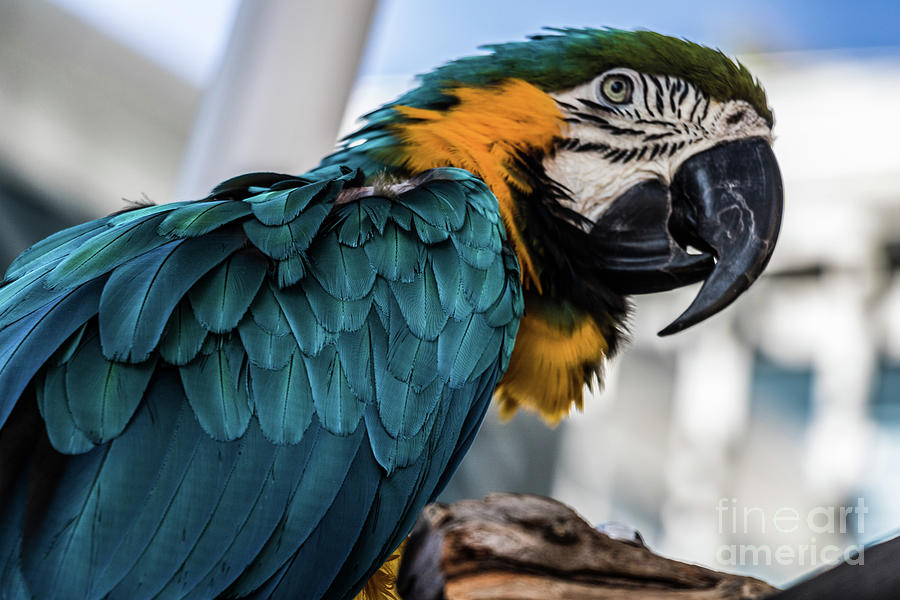 Blue Macaw Photograph by Thomas Marchessault