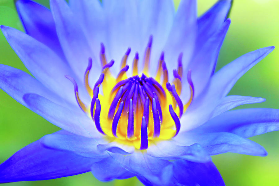 Lily Photograph - Blue Magic by Iryna Goodall