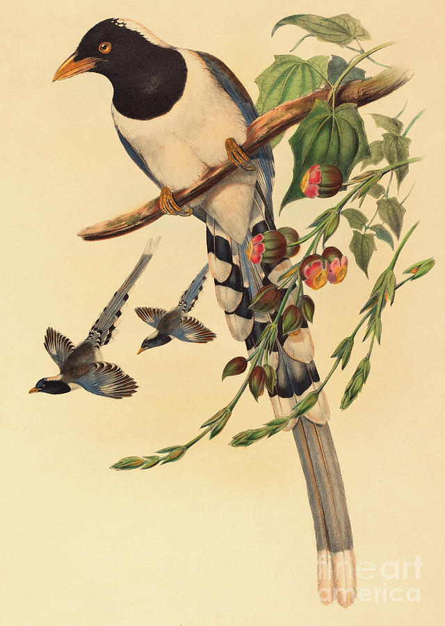 Nature Painting - Blue Magpie, Urocissa Magnirostris by John Gould