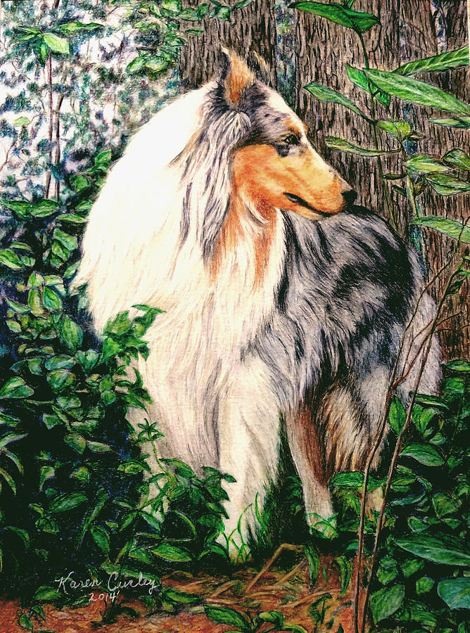 Blue Merle Collie Painting by Karen Curley - Fine Art America