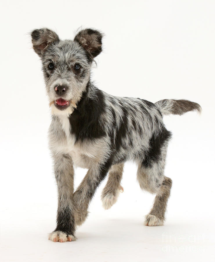 Nature Photograph - Blue Merle Mutt by Mark Taylor