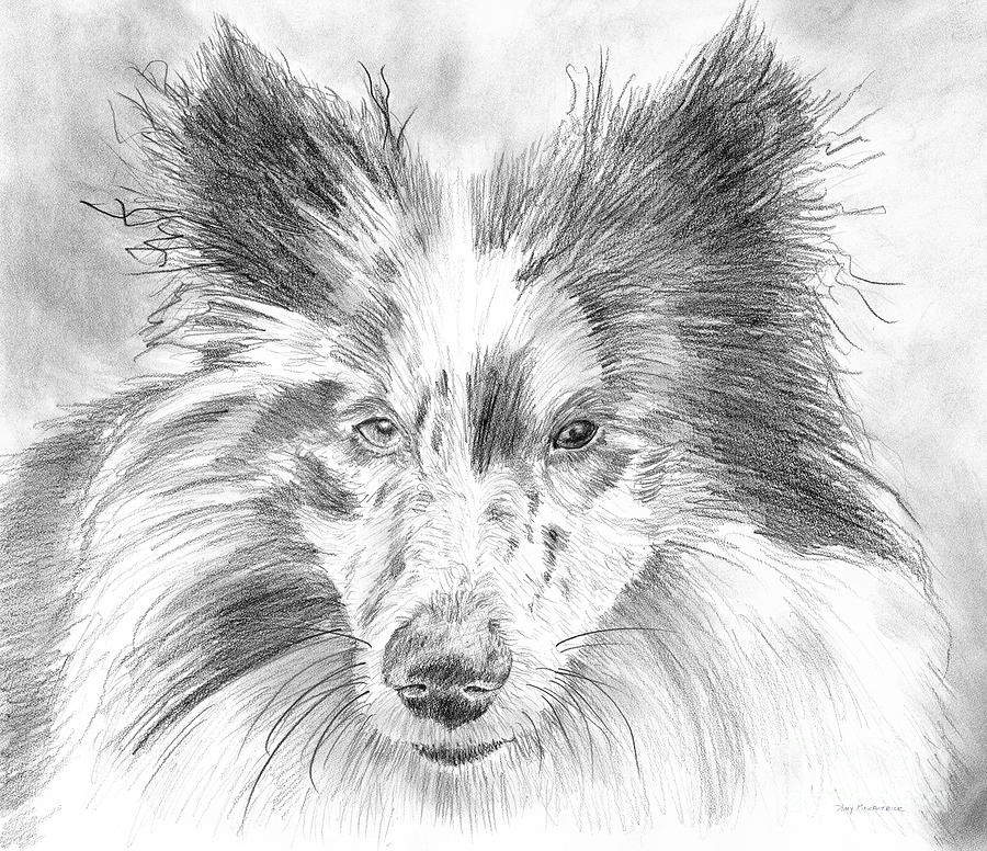 Blue Merle Sheltie Graphite Drawing Painting