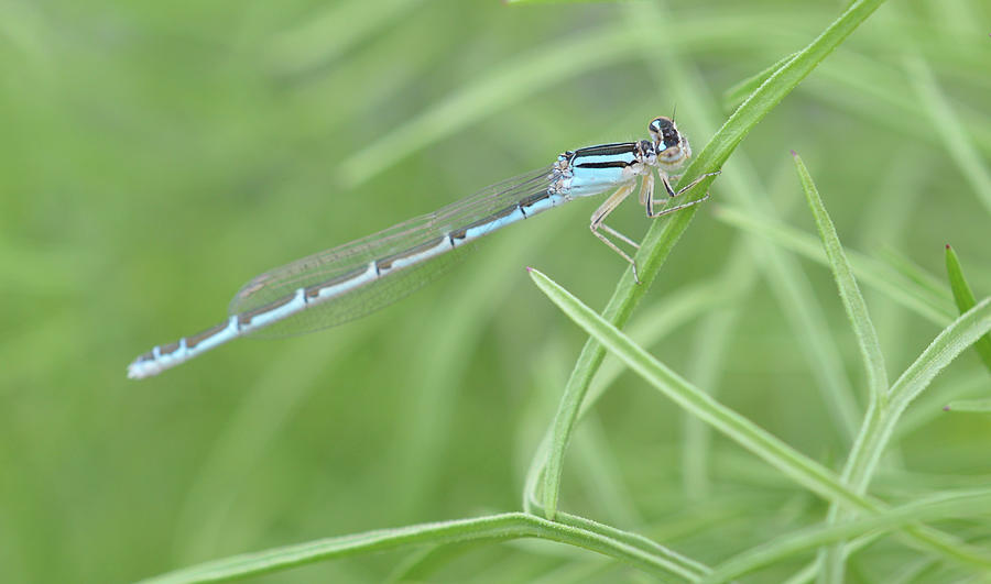 Blue Photograph By Mhmarkhanlon - Fine Art America