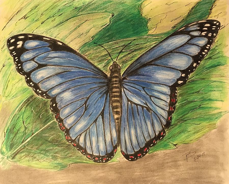 Blue Monarch Drawing by Robert Polley Fine Art America