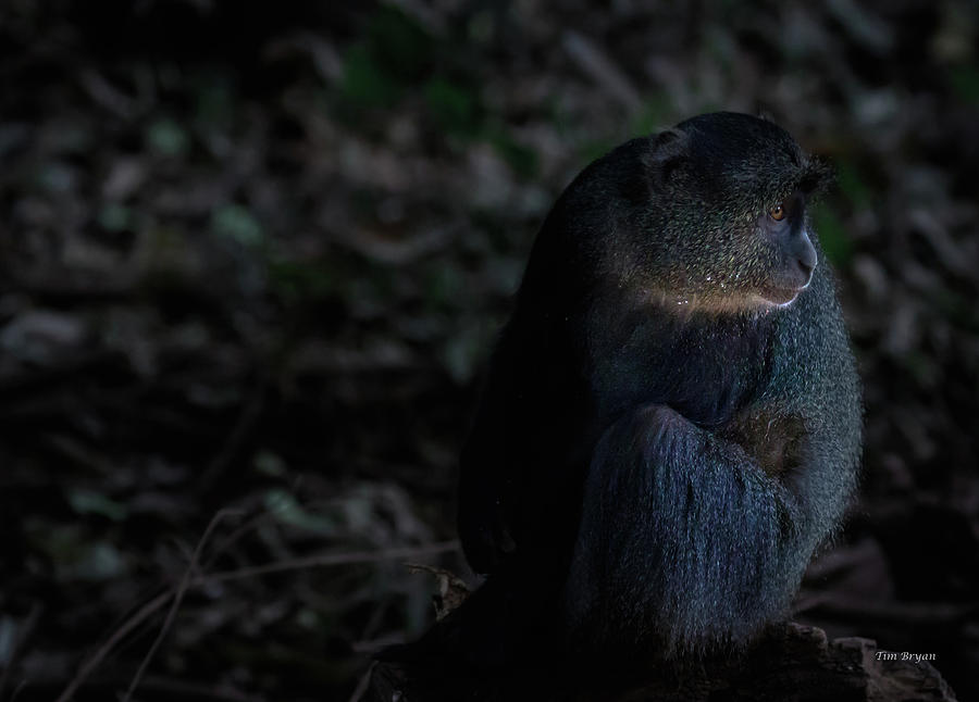 Wildlife Photograph - Blue Monkey at Nightfall by Tim Bryan