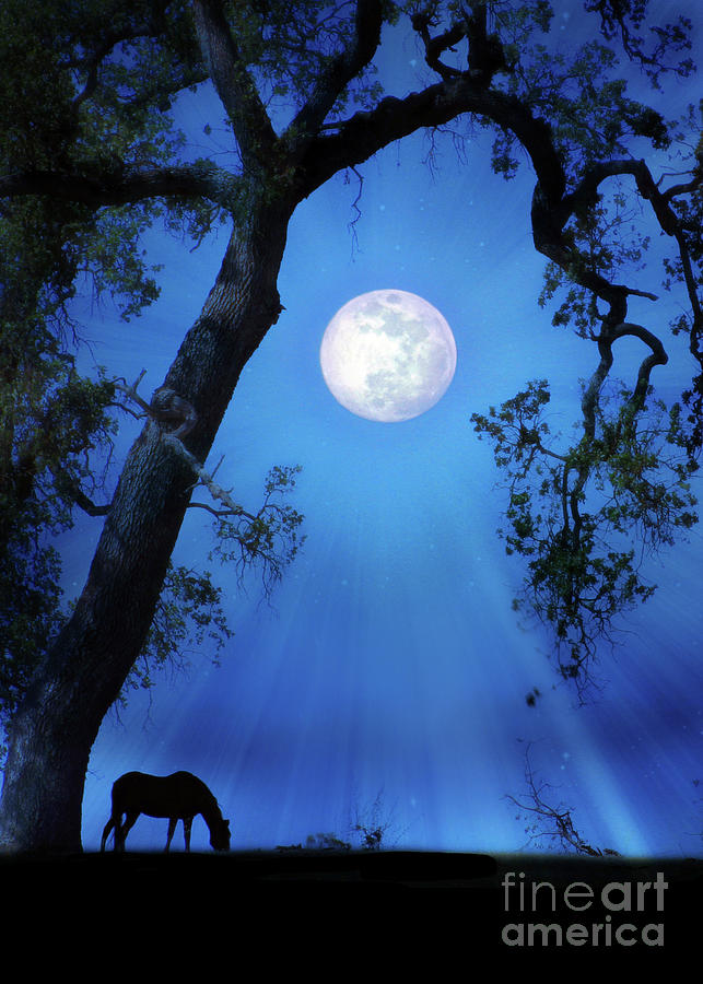 Blue Moon and Horse Moonlight Oak Tree Photograph by Stephanie Laird