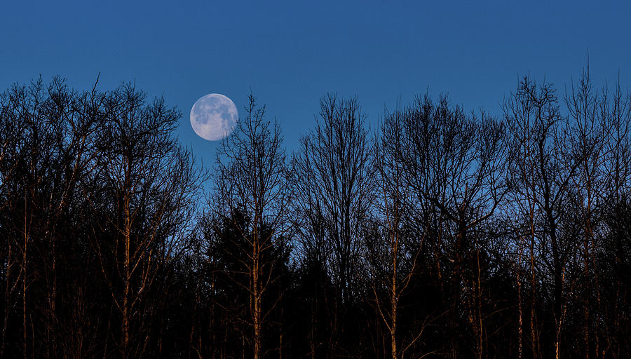 Blue Moon Blue Hour Photograph by Joe Holley