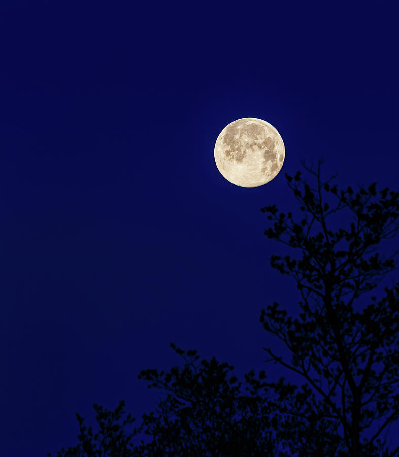 Blue moon Photograph by Joe Holley