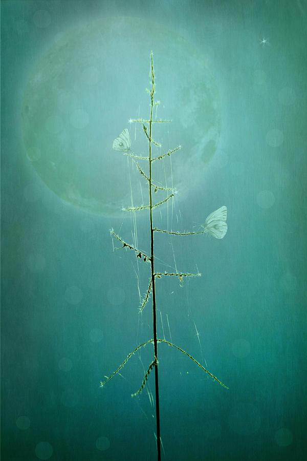 Blue Moon Photograph by Marina Kojukhova