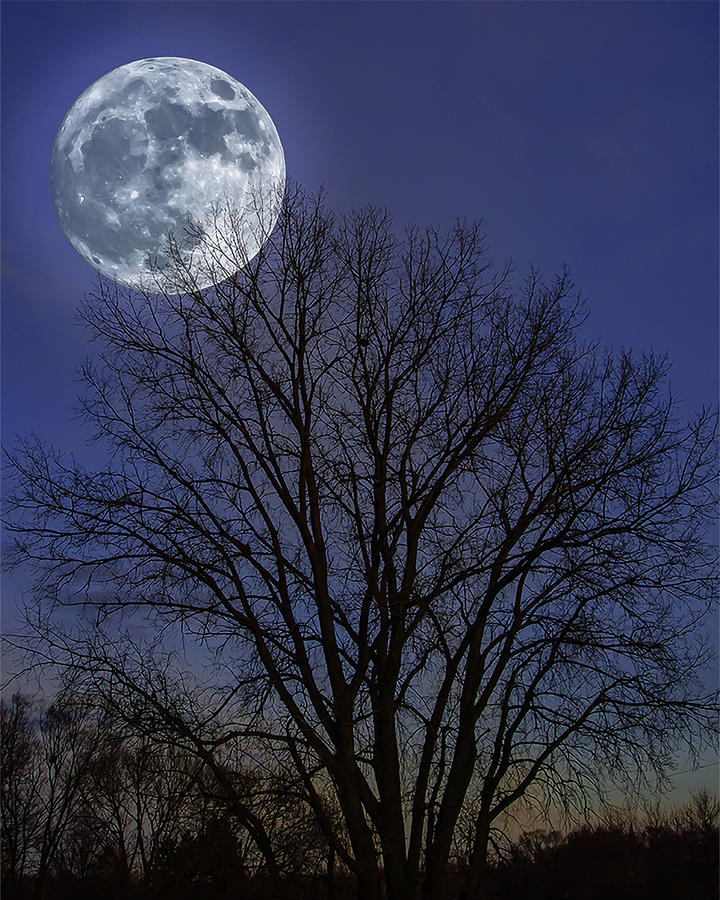 Tree Photograph - Blue Moon by Rich Young