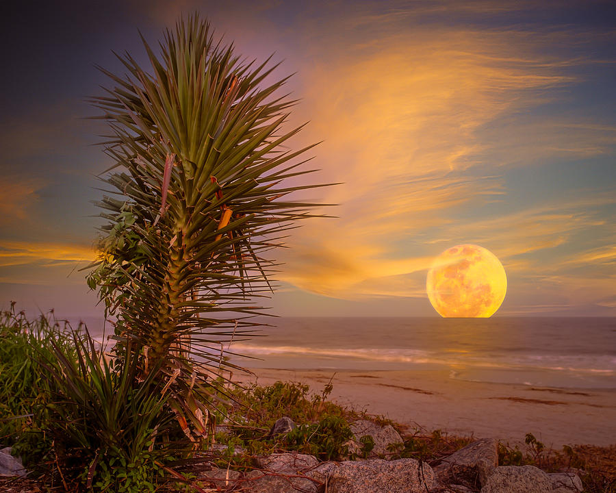 Landscape Photograph - Blue Moon Rising on St. Simons by Chris Bordeleau
