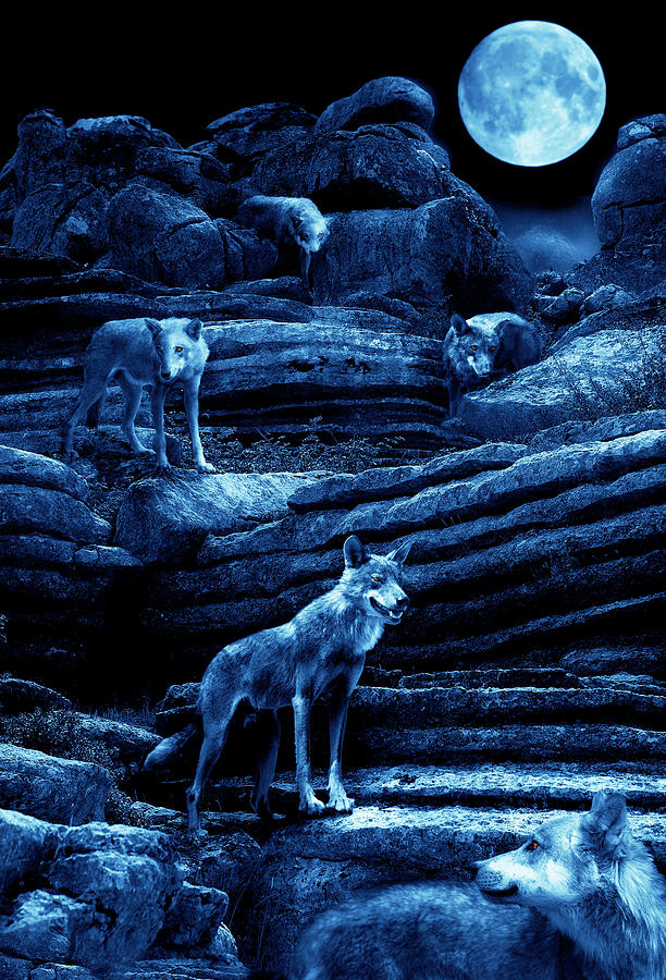 Blue Moon Wolf Pack Photograph by Mal Bray