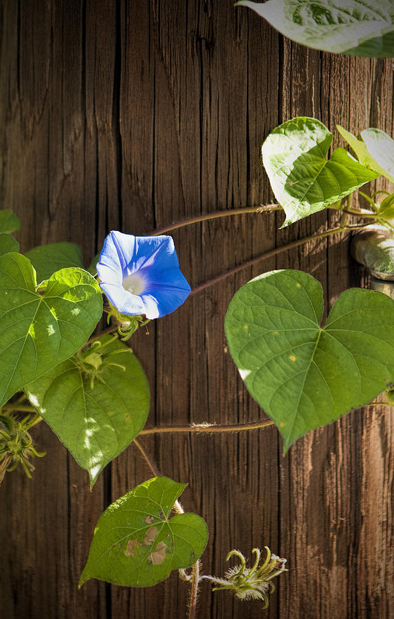 Blue Morning Glory Wildflower Photograph by Kathy Clark