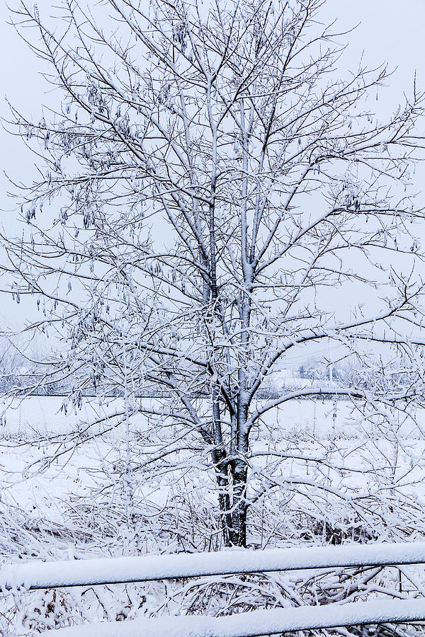 Blue Morning in Winter Photograph by Joni Eskridge