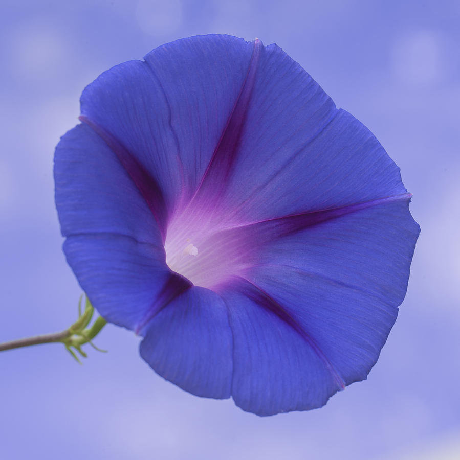 Flowers Still Life Photograph - Blue Morning by Jean-Pierre Ducondi