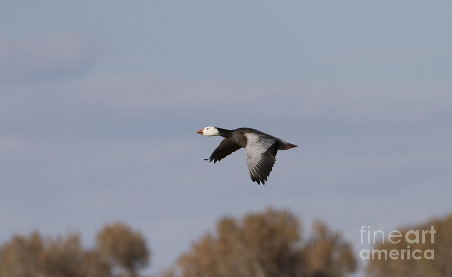 Blue Morph Goose in the Bosque skies Photograph by Ruth Jolly