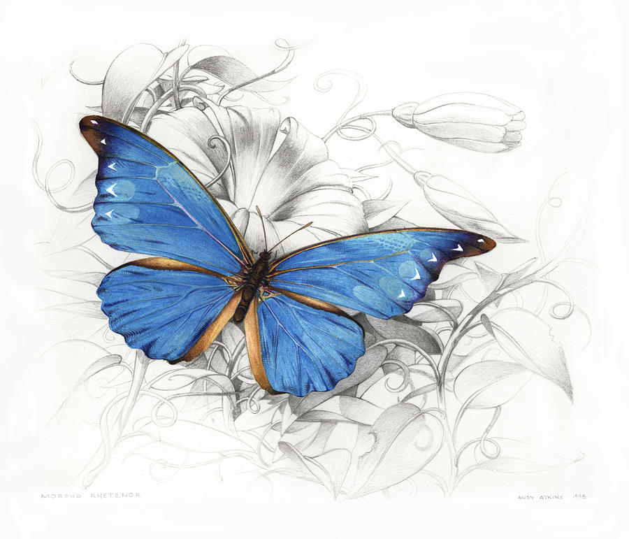 Blue Morpho Butterfly Painting by Andy Atkins - Pixels