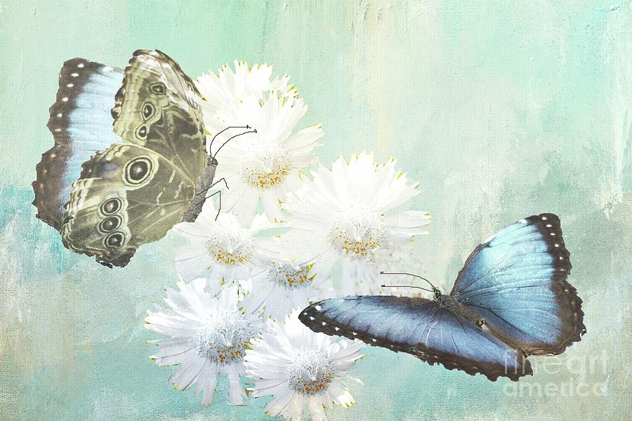 Blue Morpho Butterflies and White Gerbers Photograph by Janette Boyd
