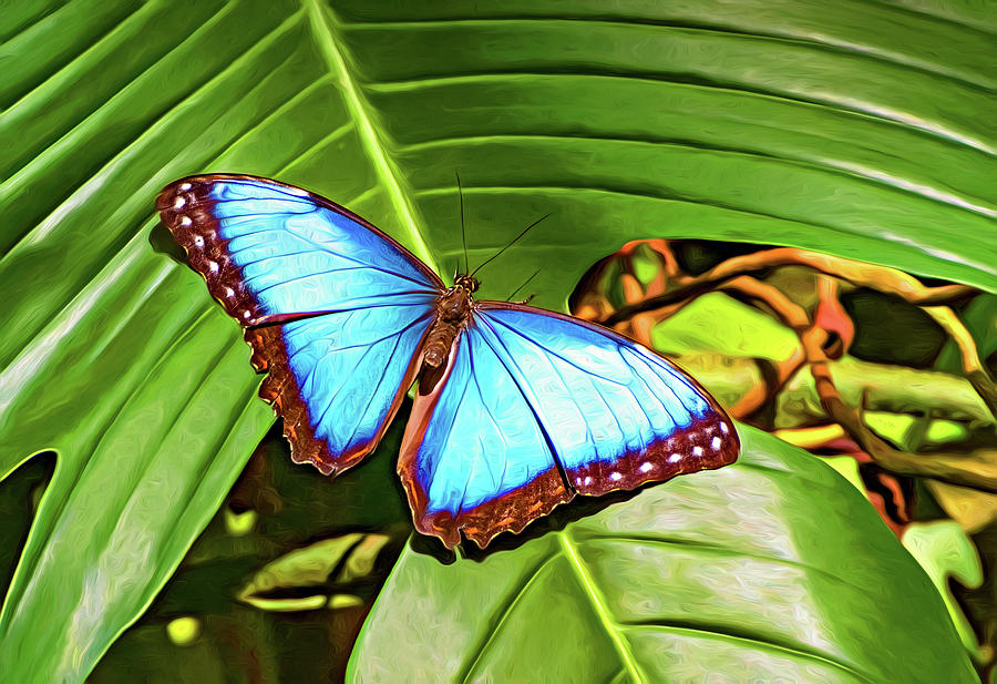 Blue Morpho Butterfly 2 - Paint Photograph by Steve Harrington