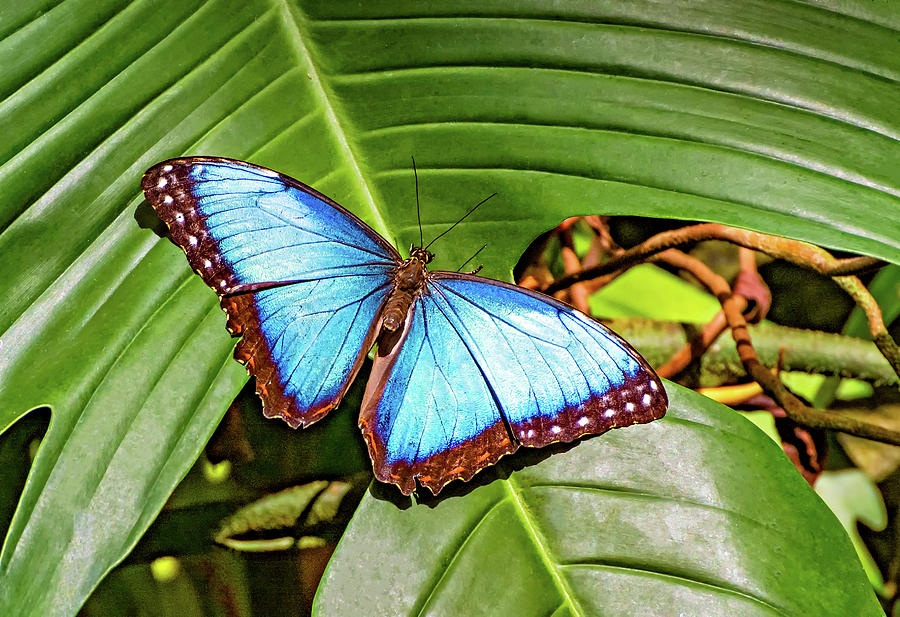 Blue Morpho Butterfly 2 Photograph by Steve Harrington