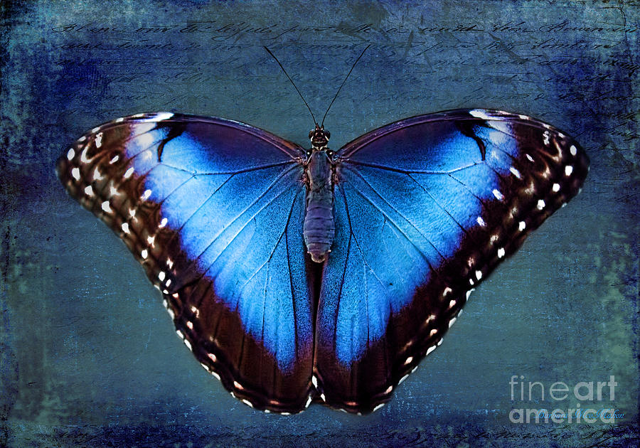Insects Photograph - Blue Morpho Butterfly by Barbara McMahon