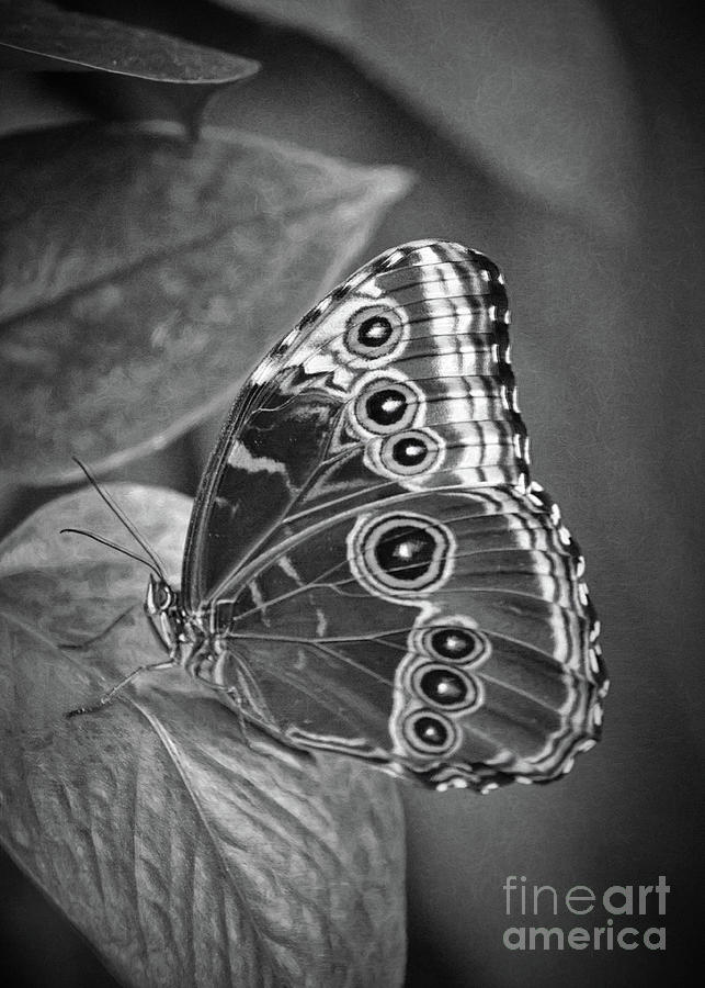 Blue Morpho Butterfly Black And White Photograph by Sharon McConnell